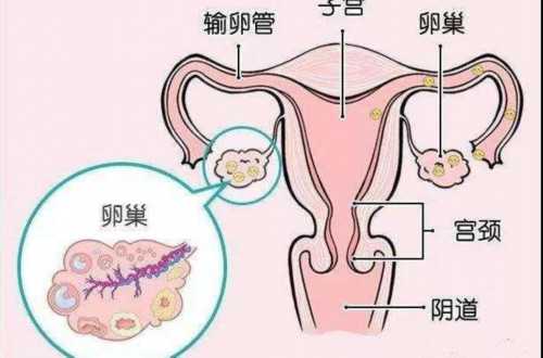 上海哪些代孕医院,2023年上海供卵私人试管医院排名？
