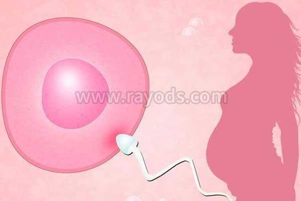 输卵管过长_子宫切除如何怀孕_试管婴儿有哪几种移植的胚胎？哪种成功率最高